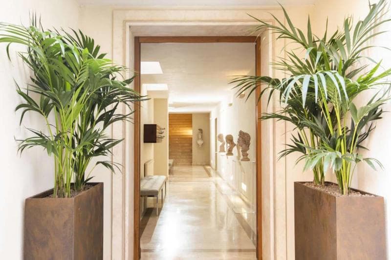 Palm Suites foto 4